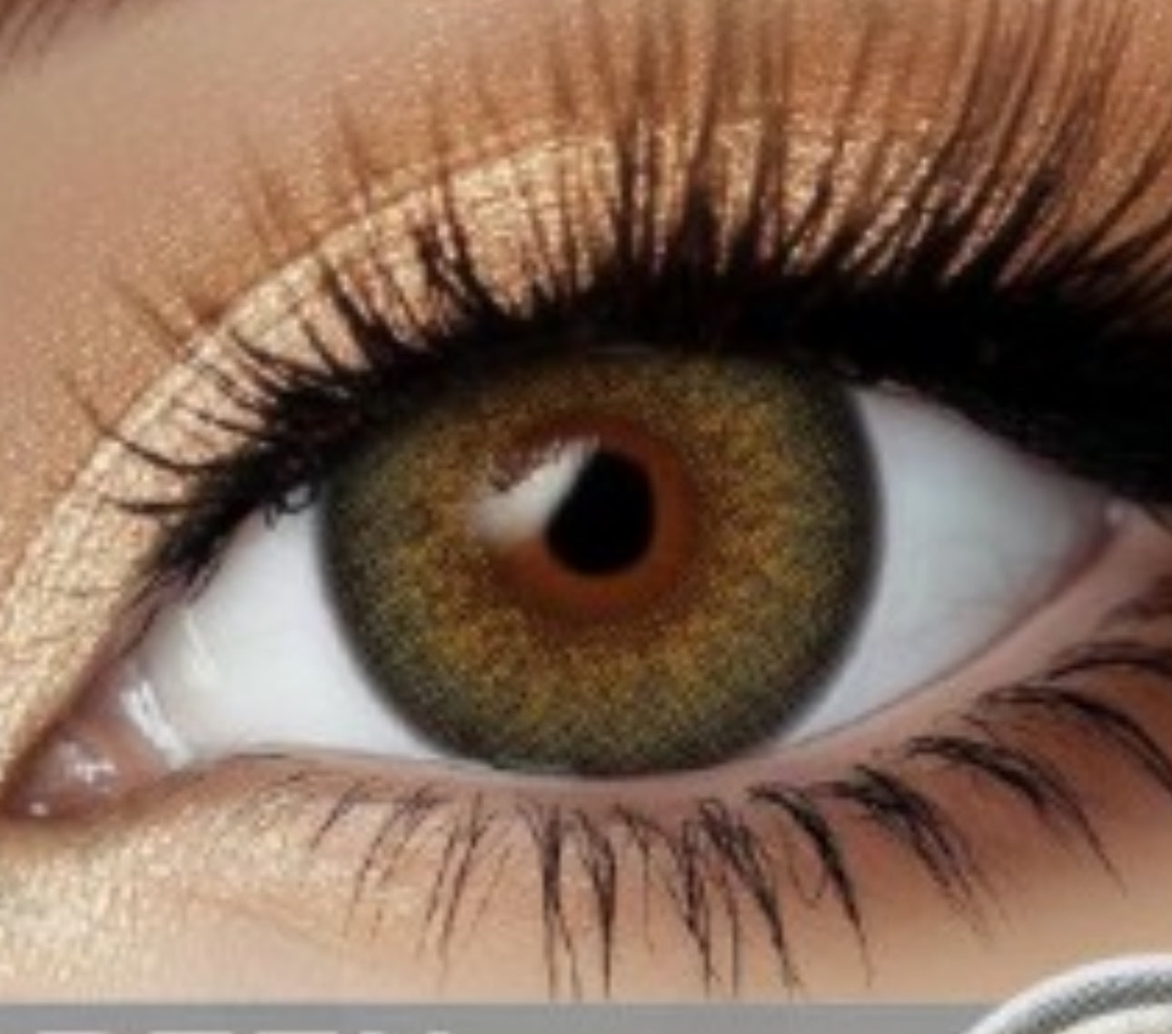 LENTILLES 1 AN - OLIVE HAZEL
